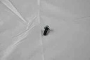Moroso 38360: Oil Pan Stud Kit Big Block Chevy & Pontiac V8